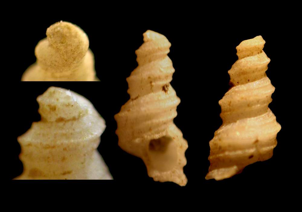 Turritella turbona